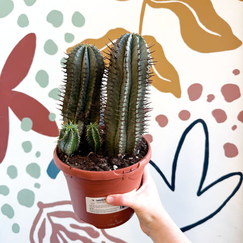 Euphorbia horrida – African Milk Barrel - Sprouts of Bristol