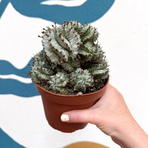 Euphorbia horrida 'Alba' – African Milk Barrel - Sprouts of Bristol