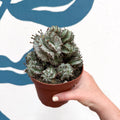 Euphorbia horrida 'Alba' – African Milk Barrel - Sprouts of Bristol