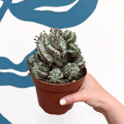 Euphorbia horrida 'Alba' – African Milk Barrel - Sprouts of Bristol