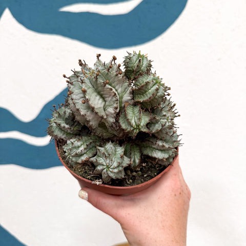 Euphorbia horrida 'Alba' – African Milk Barrel - Sprouts of Bristol