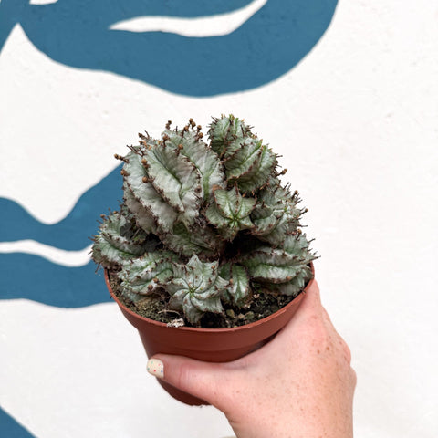 Euphorbia horrida 'Alba' – African Milk Barrel - Sprouts of Bristol