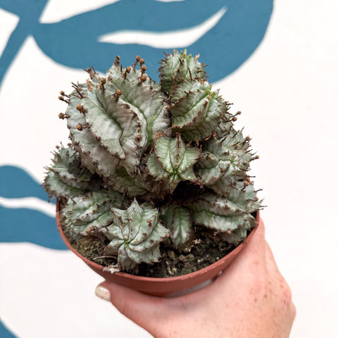 Euphorbia horrida 'Alba' – African Milk Barrel - Sprouts of Bristol