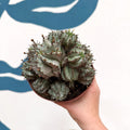 Euphorbia horrida 'Alba' – African Milk Barrel - Sprouts of Bristol