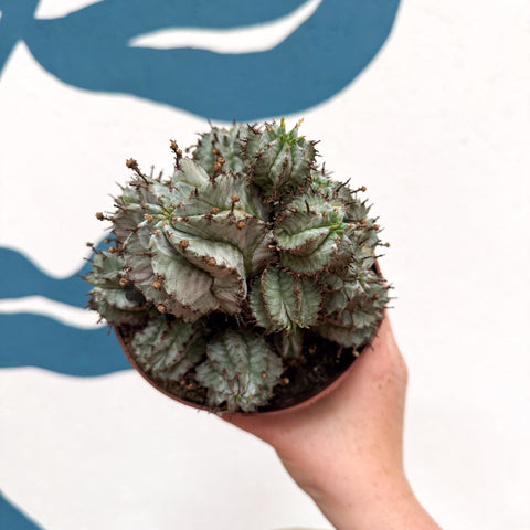 Euphorbia horrida 'Alba' – African Milk Barrel - Sprouts of Bristol