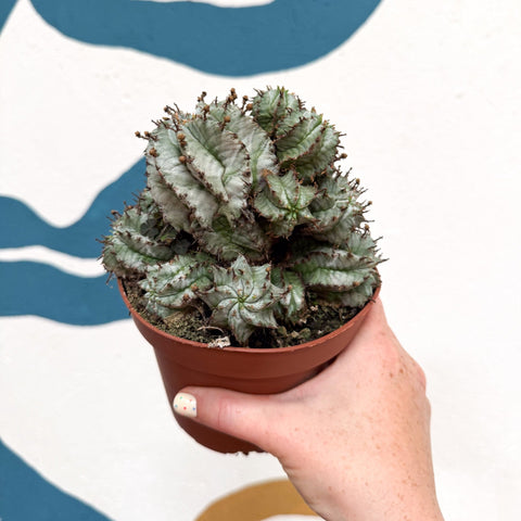 Euphorbia horrida 'Alba' – African Milk Barrel - Sprouts of Bristol