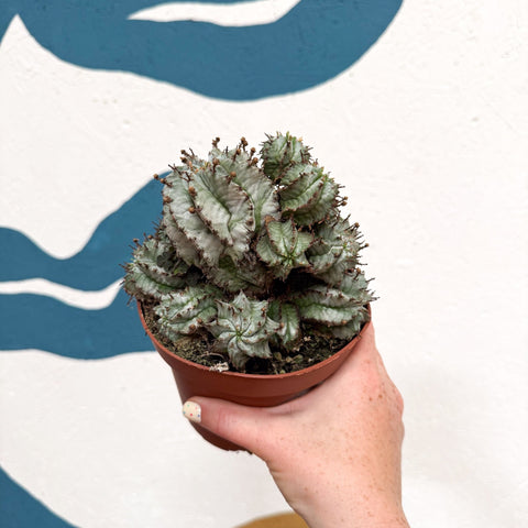 Euphorbia horrida 'Alba' – African Milk Barrel - Sprouts of Bristol