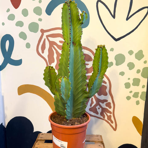 Euphorbia ingens - Candelabra Cactus - Sprouts of Bristol