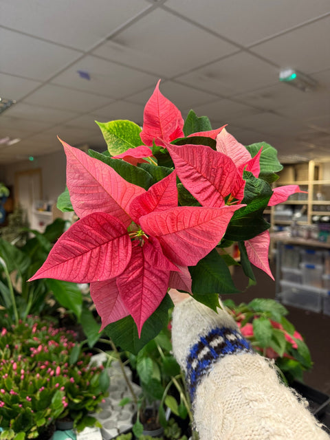 Euphorbia pulcherrima 'Pink' - Poinsettia - British Grown - Sprouts of Bristol