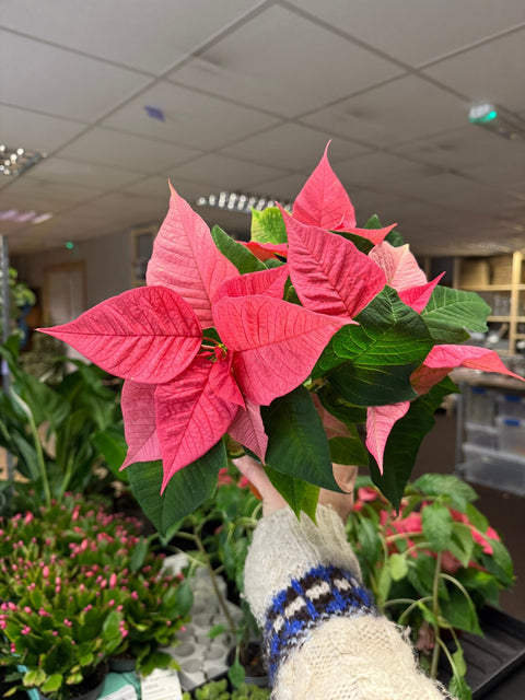 Euphorbia pulcherrima 'Pink' - Poinsettia - British Grown - Sprouts of Bristol