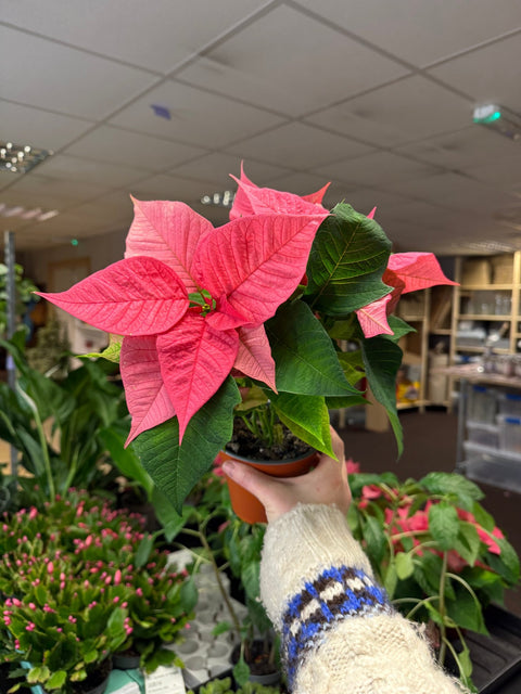 Euphorbia pulcherrima 'Pink' - Poinsettia - British Grown - Sprouts of Bristol