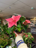 Euphorbia pulcherrima 'Pink' - Poinsettia - British Grown - Sprouts of Bristol