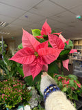 Euphorbia pulcherrima 'Pink' - Poinsettia - British Grown - Sprouts of Bristol