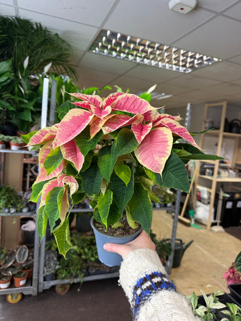 Euphorbia pulcherrima 'Rhubarb' - Poinsettia - British Grown - Sprouts of Bristol