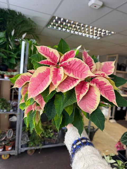 Euphorbia pulcherrima 'Rhubarb' - Poinsettia - British Grown - Sprouts of Bristol