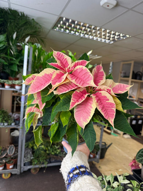 Euphorbia pulcherrima 'Rhubarb' - Poinsettia - British Grown - Sprouts of Bristol