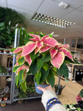 Euphorbia pulcherrima 'Rhubarb' - Poinsettia - British Grown - Sprouts of Bristol