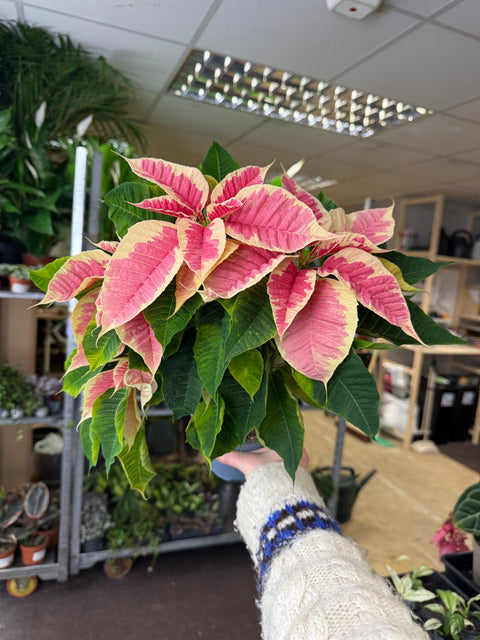 Euphorbia pulcherrima 'Rhubarb' - Poinsettia - British Grown - Sprouts of Bristol