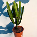 Euphorbia triangularis - Cathedral Cactus - Sprouts of Bristol