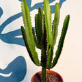 Euphorbia triangularis - Cathedral Cactus - Sprouts of Bristol