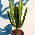 Euphorbia triangularis - Cathedral Cactus - Sprouts of Bristol