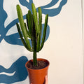 Euphorbia triangularis - Cathedral Cactus - Sprouts of Bristol