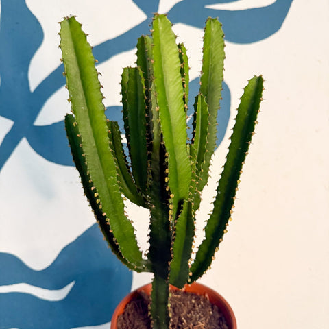 Euphorbia triangularis - Cathedral Cactus - Sprouts of Bristol