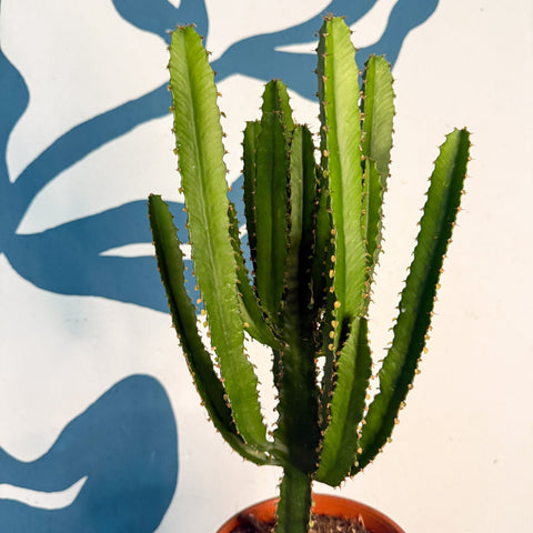 Euphorbia triangularis - Cathedral Cactus - Sprouts of Bristol