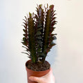 Euphorbia trigona 'Rubra' - Red African Milk Tree - Sprouts of Bristol