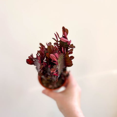 Euphorbia trigona 'Rubra' - Red African Milk Tree - Sprouts of Bristol