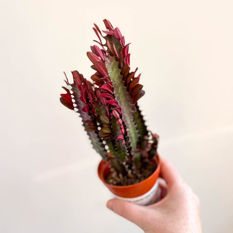 Euphorbia trigona 'Rubra' - Red African Milk Tree - Sprouts of Bristol