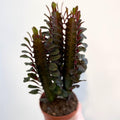 Euphorbia trigona 'Rubra' - Red African Milk Tree - Sprouts of Bristol