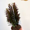 Euphorbia trigona 'Rubra' - Red African Milk Tree - Sprouts of Bristol