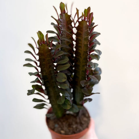 Euphorbia trigona 'Rubra' - Red African Milk Tree - Sprouts of Bristol