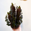 Euphorbia trigona 'Rubra' - Red African Milk Tree - Sprouts of Bristol