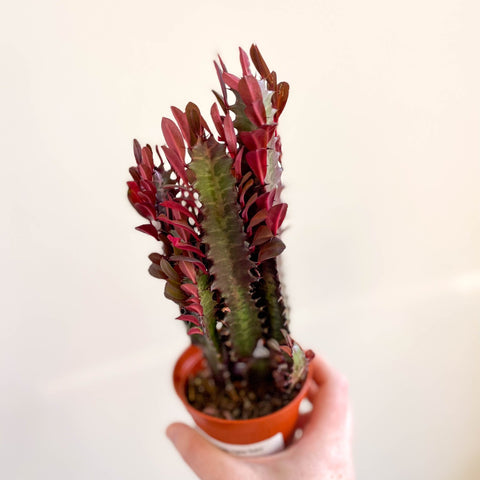 Euphorbia trigona 'Rubra' - Red African Milk Tree - Sprouts of Bristol