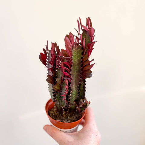 Euphorbia trigona 'Rubra' - Red African Milk Tree - Sprouts of Bristol