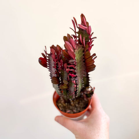 Euphorbia trigona 'Rubra' - Red African Milk Tree - Sprouts of Bristol