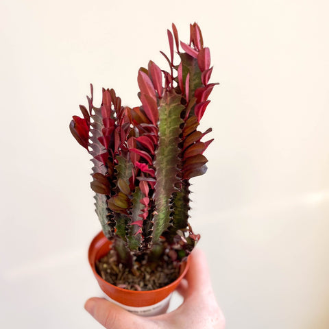 Euphorbia trigona 'Rubra' - Red African Milk Tree - Sprouts of Bristol