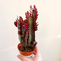 Euphorbia trigona 'Rubra' - Red African Milk Tree - Sprouts of Bristol