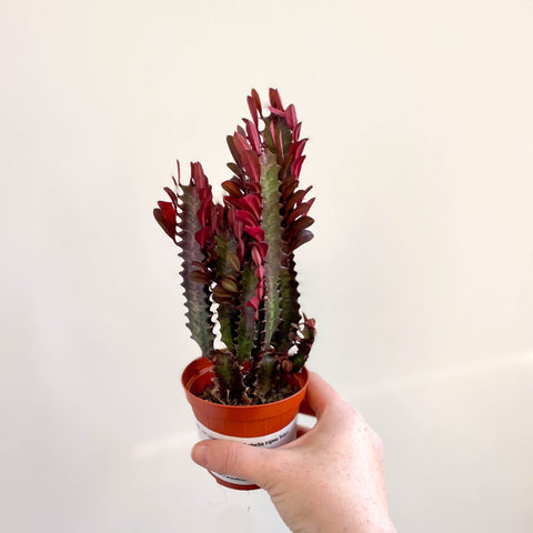 Euphorbia trigona 'Rubra' - Red African Milk Tree - Sprouts of Bristol