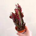 Euphorbia trigona 'Rubra' - Red African Milk Tree - Sprouts of Bristol