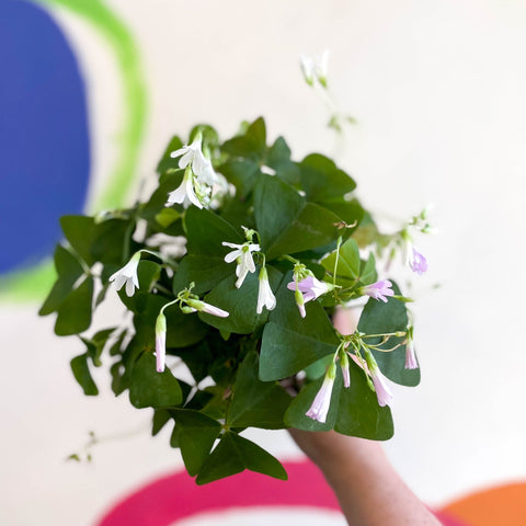 False Shamrock - Oxalis triangularis - Sprouts of Bristol