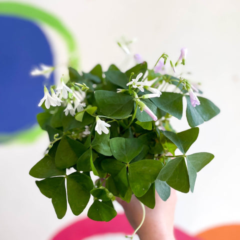 False Shamrock - Oxalis triangularis - Sprouts of Bristol