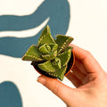 Faucaria tigrina f. monstruosa - Tiger Jaws Succulent - Sprouts of Bristol