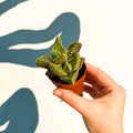 Faucaria tigrina f. monstruosa - Tiger Jaws Succulent - Sprouts of Bristol