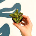 Faucaria tigrina f. monstruosa - Tiger Jaws Succulent - Sprouts of Bristol