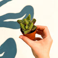 Faucaria tigrina f. monstruosa - Tiger Jaws Succulent - Sprouts of Bristol
