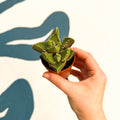 Faucaria tigrina f. monstruosa - Tiger Jaws Succulent - Sprouts of Bristol