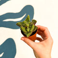 Faucaria tigrina f. monstruosa - Tiger Jaws Succulent - Sprouts of Bristol